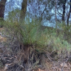 Xanthorrhoea glauca subsp. angustifolia (Grey Grass-tree) at Cotter River, ACT - 5 Aug 2023 by NickiTaws