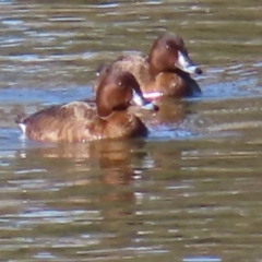 Aythya australis (Hardhead) at Jerrabomberra Wetlands - 8 Aug 2023 by MatthewFrawley