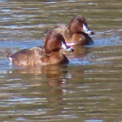 Aythya australis (Hardhead) at Jerrabomberra Wetlands - 8 Aug 2023 by MatthewFrawley