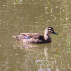 Anas superciliosa (Pacific Black Duck) at Jerrabomberra Wetlands - 8 Aug 2023 by MatthewFrawley
