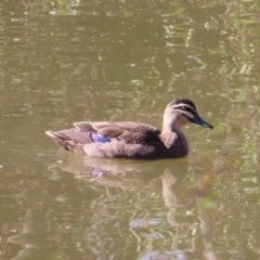 Anas superciliosa (Pacific Black Duck) at Fyshwick, ACT - 8 Aug 2023 by MatthewFrawley