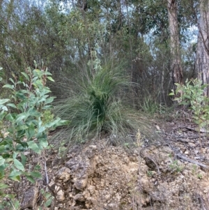 Xanthorrhoea glauca subsp. angustifolia at Westwood, NSW - suppressed