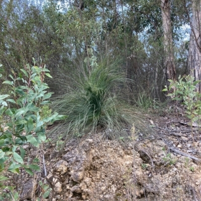 Xanthorrhoea glauca subsp. angustifolia (Grey Grass-tree) at Westwood, NSW - 5 Aug 2023 by NickiTaws