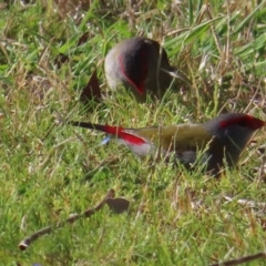 Neochmia temporalis (Red-browed Finch) at Fyshwick, ACT - 8 Aug 2023 by MatthewFrawley