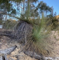 Xanthorrhoea glauca subsp. angustifolia (Grey Grass-tree) at Cotter River, ACT - 5 Aug 2023 by NickiTaws