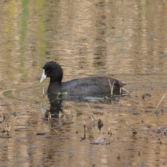 Fulica atra (Eurasian Coot) at Jerrabomberra Wetlands - 8 Aug 2023 by MatthewFrawley