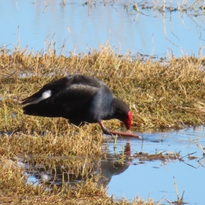 Porphyrio melanotus (Australasian Swamphen) at Jerrabomberra Wetlands - 8 Aug 2023 by MatthewFrawley