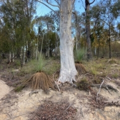 Xanthorrhoea glauca subsp. angustifolia (Grey Grass-tree) at Cotter River, ACT - 5 Aug 2023 by NickiTaws