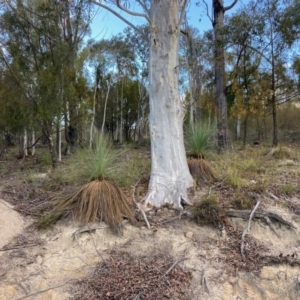 Xanthorrhoea glauca subsp. angustifolia at Cotter River, ACT - suppressed