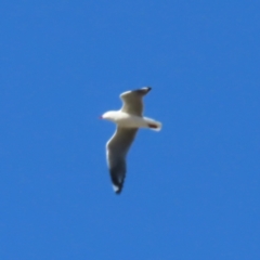 Chroicocephalus novaehollandiae (Silver Gull) at Fyshwick, ACT - 8 Aug 2023 by MatthewFrawley