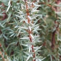 Juniperus communis (Juniper) at Fadden, ACT - 9 Aug 2023 by KumikoCallaway