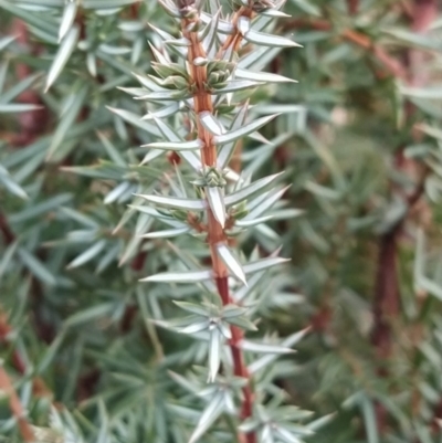 Juniperus communis (Juniper) at Wanniassa Hill - 8 Aug 2023 by KumikoCallaway