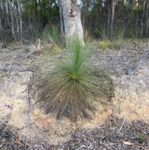 Xanthorrhoea glauca subsp. angustifolia at Cotter River, ACT - 5 Aug 2023