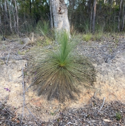 Xanthorrhoea glauca subsp. angustifolia (Grey Grass-tree) at Cotter River, ACT - 5 Aug 2023 by NickiTaws