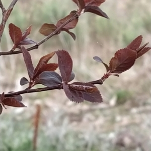 Prunus cerasifera at Fadden, ACT - 9 Aug 2023 07:57 AM