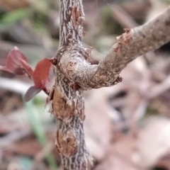 Prunus cerasifera at Fadden, ACT - 9 Aug 2023 07:57 AM