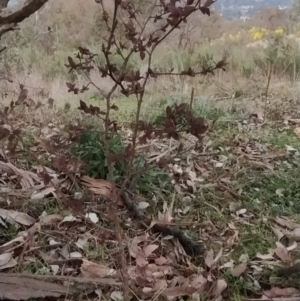 Prunus cerasifera at Fadden, ACT - 9 Aug 2023