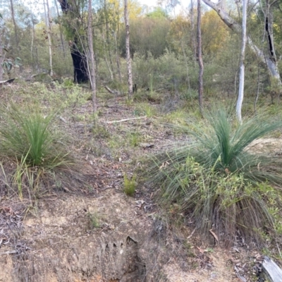 Xanthorrhoea glauca subsp. angustifolia (Grey Grass-tree) at Cotter River, ACT - 5 Aug 2023 by NickiTaws