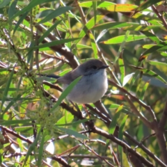 Malurus cyaneus (Superb Fairywren) at Jerrabomberra Wetlands - 8 Aug 2023 by MatthewFrawley