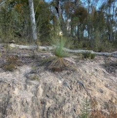 Xanthorrhoea glauca subsp. angustifolia (Grey Grass-tree) at Cotter River, ACT - 5 Aug 2023 by NickiTaws