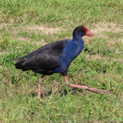 Porphyrio melanotus (Australasian Swamphen) at Jerrabomberra Wetlands - 8 Aug 2023 by MatthewFrawley