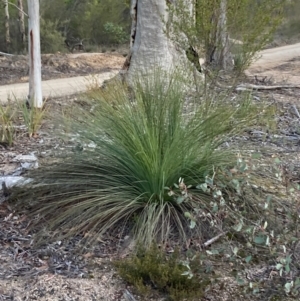 Xanthorrhoea glauca subsp. angustifolia at Cotter River, ACT - suppressed