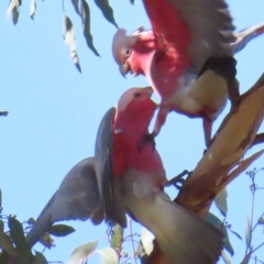 Eolophus roseicapilla (Galah) at Fyshwick, ACT - 8 Aug 2023 by MatthewFrawley