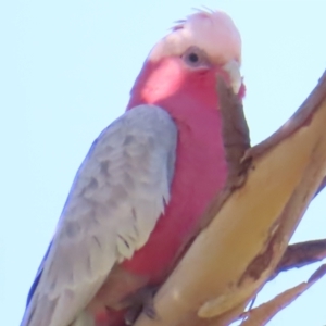 Eolophus roseicapilla at Fyshwick, ACT - 8 Aug 2023