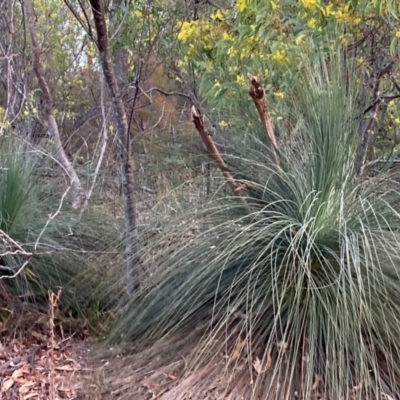 Xanthorrhoea glauca subsp. angustifolia (Grey Grass-tree) at Cotter River, ACT - 5 Aug 2023 by NickiTaws