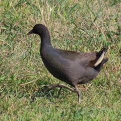 Gallinula tenebrosa (Dusky Moorhen) at Jerrabomberra Wetlands - 8 Aug 2023 by MatthewFrawley