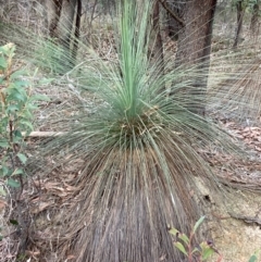 Xanthorrhoea glauca subsp. angustifolia (Grey Grass-tree) at Cotter River, ACT - 5 Aug 2023 by NickiTaws