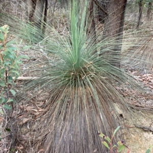 Xanthorrhoea glauca subsp. angustifolia at Cotter River, ACT - suppressed