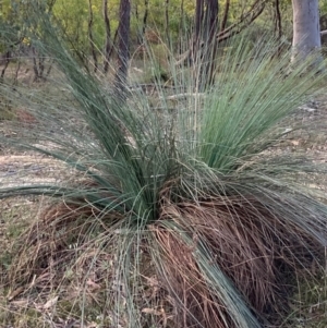 Xanthorrhoea glauca subsp. angustifolia at Cotter River, ACT - suppressed