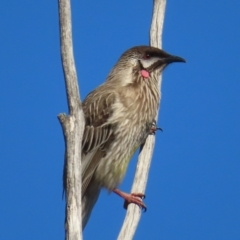 Anthochaera carunculata (Red Wattlebird) at Jerrabomberra Wetlands - 8 Aug 2023 by MatthewFrawley