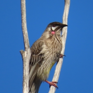 Anthochaera carunculata at Fyshwick, ACT - 8 Aug 2023