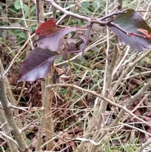 Pyrus calleryana at Fadden, ACT - 9 Aug 2023