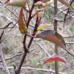 Pyrus calleryana at Fadden, ACT - 9 Aug 2023