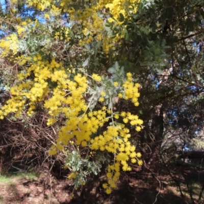 Acacia baileyana (Cootamundra Wattle, Golden Mimosa) at Fyshwick, ACT - 8 Aug 2023 by MatthewFrawley