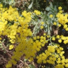 Acacia baileyana at Fyshwick, ACT - 8 Aug 2023