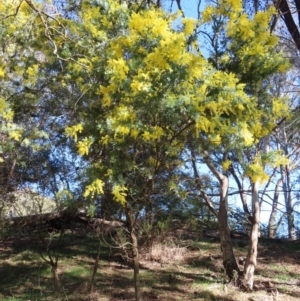 Acacia baileyana at Fyshwick, ACT - 8 Aug 2023