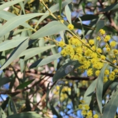 Acacia rubida (Red-stemmed Wattle, Red-leaved Wattle) at Fyshwick, ACT - 8 Aug 2023 by MatthewFrawley