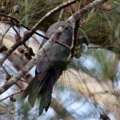 Calyptorhynchus lathami (Glossy Black-Cockatoo) at Moruya, NSW - 9 Aug 2023 by LisaH