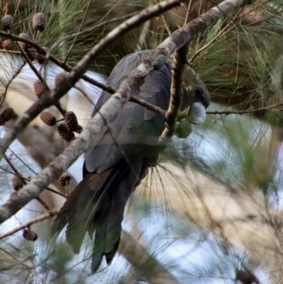 Calyptorhynchus lathami lathami (Glossy Black-Cockatoo) at Moruya, NSW - 9 Aug 2023 by LisaH