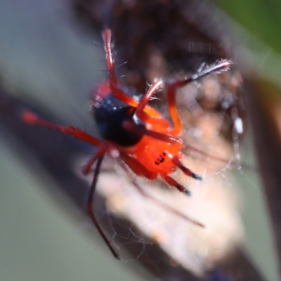 Nicodamidae (family) (Red and Black Spider) at Moruya, NSW - 9 Aug 2023 by LisaH