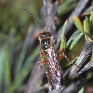 Eirone sp. (genus) at Canberra Central, ACT - 7 Aug 2023