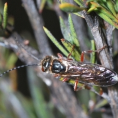 Eirone sp. (genus) at Canberra Central, ACT - 7 Aug 2023