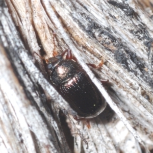 Rhyparida sp. (genus) at Canberra Central, ACT - 7 Aug 2023