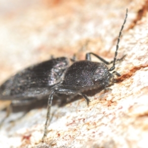 Crepidomenus fulgidus at Canberra Central, ACT - 7 Aug 2023 03:47 PM