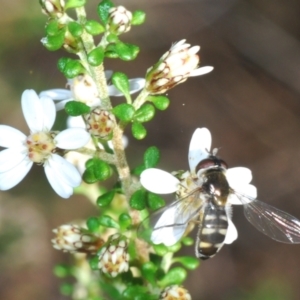 Melangyna sp. (genus) at Bruce, ACT - 9 Aug 2023