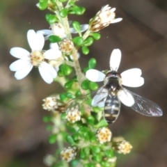 Melangyna sp. (genus) at Bruce, ACT - 9 Aug 2023